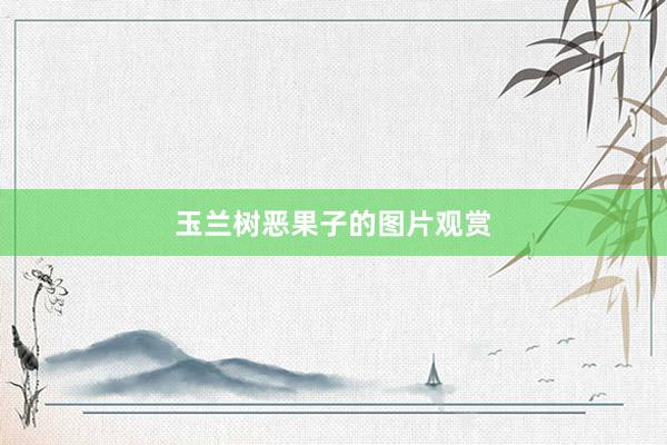 玉兰树恶果子的图片观赏