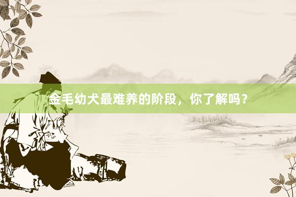 金毛幼犬最难养的阶段，你了解吗？